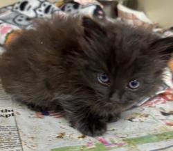 Shelter Stray Female Cat last seen Near Northern Avenue, Avondale Estates, GA, 30002, 30002, GA, 3280 Chamblee Dunwoody Rd, Chamblee, GA 30341, USA