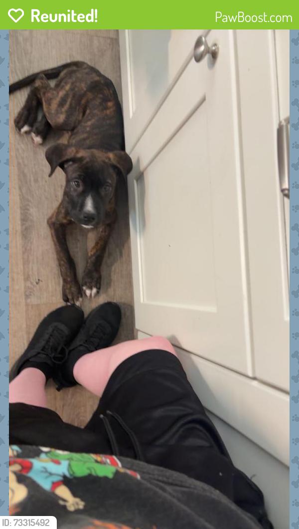 Reunited Male Dog last seen Bedstrow and Hampshire, Citrus Springs, FL 34434
