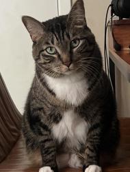 Lost Male Cat last seen Athens TX, Athens, TX 75751