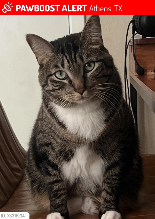 Lost Male Cat last seen Athens TX, Athens, TX 75751