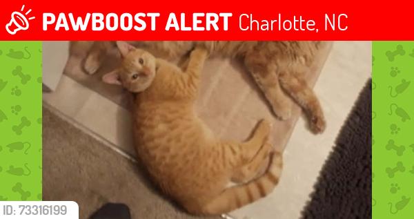 Lost Male Cat last seen Palustris Ct, Charlotte, NC 28269