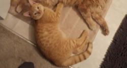 Lost Male Cat last seen Palustris Ct, Charlotte, NC 28269