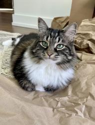 Reunited Female Cat last seen Mandarin Rd near Brady, Jacksonville, FL 32223