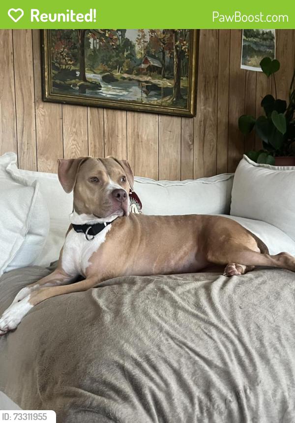 Reunited Female Dog last seen Patsy Creek Road and Roaring Forks Road, Burnsville, NC 28714