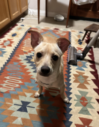 Found/Stray Male Dog last seen parking lot, Los Angeles, CA 90031