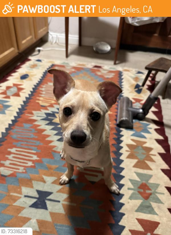 Found/Stray Male Dog last seen parking lot, Los Angeles, CA 90031