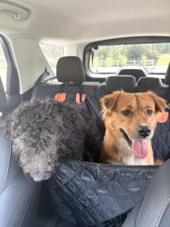 Found/Stray Female Dog last seen Wayne lane, Fayetteville, NC 28306