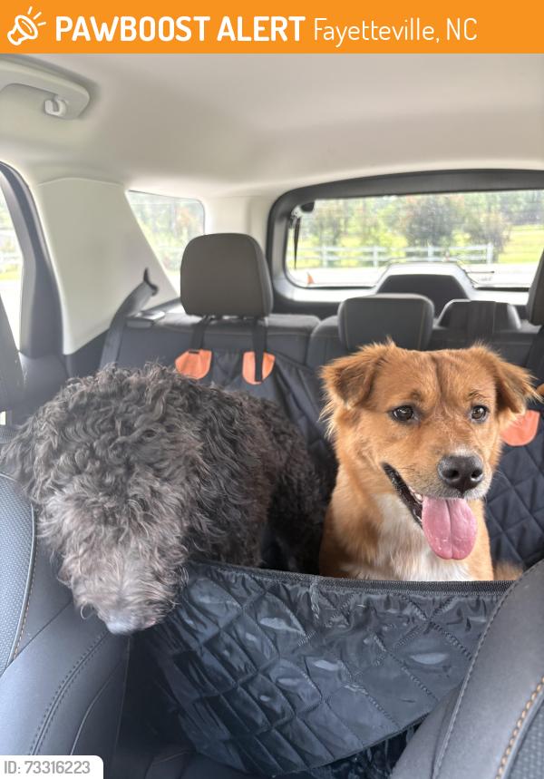 Found/Stray Female Dog last seen Wayne lane, Fayetteville, NC 28306