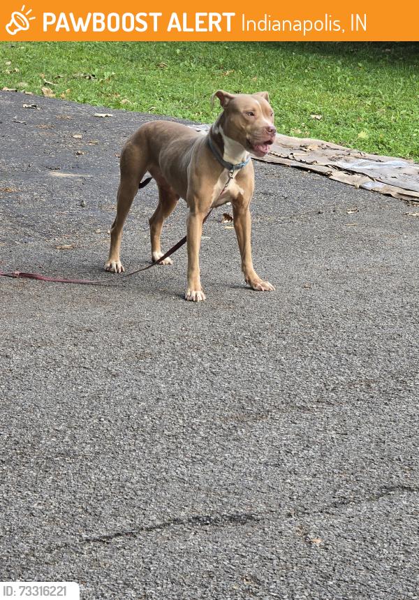 Found/Stray Female Dog last seen Melbourne Road, Indianapolis, Indianapolis, IN 46228