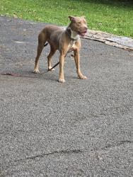 Found/Stray Female Dog last seen Melbourne Road, Indianapolis, Indianapolis, IN 46228