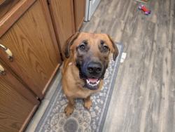 Reunited Male Dog last seen Guess rd, Person County, NC 27541