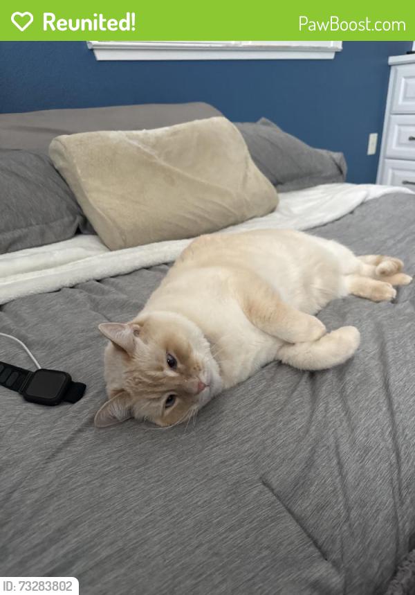 Reunited Female Cat last seen Briar hills court, San Jose, CA 95138
