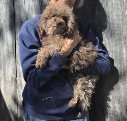 Reunited Female Dog last seen Bide-A-Wee Portsmouth, Portsmouth, VA 23701