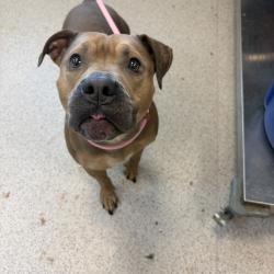 Shelter Stray Female Dog last seen Near 8th Avenue Avenue, NEW YORK, NY, 10039, 326 E 110th St, New York, NY 10029, USA