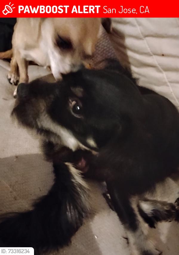 Lost Male Dog last seen Don't know, San Jose, CA 95132