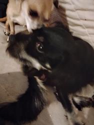Lost Male Dog last seen Don't know, San Jose, CA 95132
