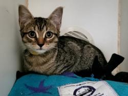 Shelter Stray Female Cat last seen Near Bay Street, STATEN ISLAND, NY, 10304, 3139 Veterans Rd W, Staten Island, NY 10309, USA