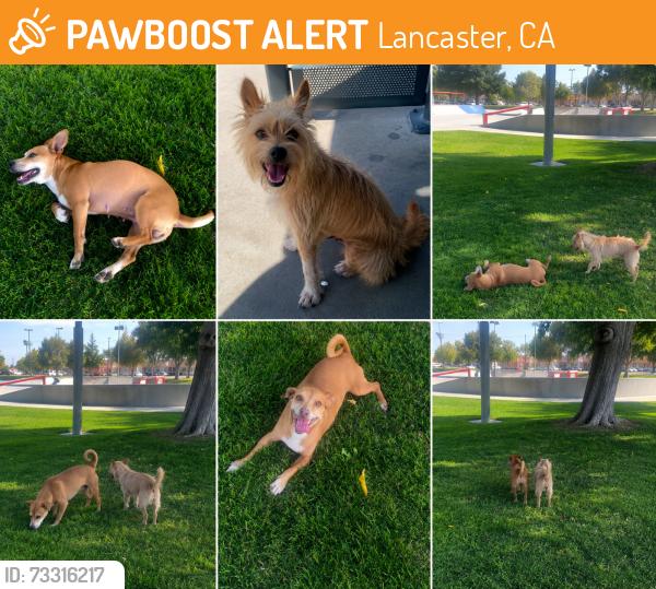 Found/Stray Unknown Dog last seen Avenue J and Elm Ave, Lancaster, CA 93534