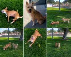 Found/Stray Unknown Dog last seen Avenue J and Elm Ave, Lancaster, CA 93534