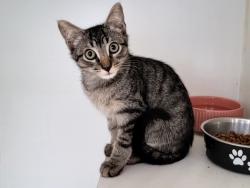 Shelter Stray Male Cat last seen Near Bay Street, STATEN ISLAND, NY, 10304, 3139 Veterans Rd W, Staten Island, NY 10309, USA