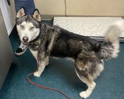 Shelter Stray Male Dog last seen W California Avenue, Vista, CA, 92083, Oceanside, CA 92058, USA