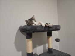 Lost Female Cat last seen Near beaver creek way Lagrange GA, LaGrange, GA 30241