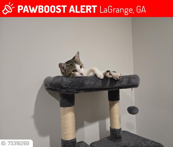 Lost Female Cat last seen Near beaver creek way Lagrange GA, LaGrange, GA 30241