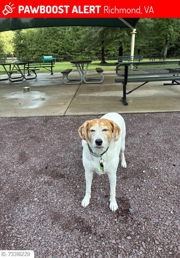 Lost Male Dog last seen Lillypad Restaurant, Richmond, VA 23231