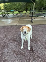 Lost Male Dog last seen Lillypad Restaurant, Richmond, VA 23231