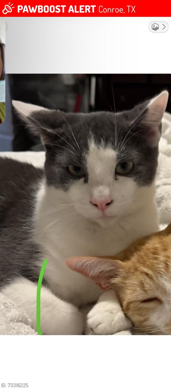 Lost Male Cat last seen Western ridge Conroe Texas, Conroe, TX 77385