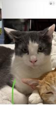Lost Male Cat last seen Western ridge Conroe Texas, Conroe, TX 77385