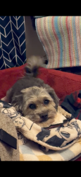 Reunited Male Dog last seen Timberhill and Grissom, San Antonio, TX 78238