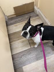 Reunited Female Dog last seen Sunset Dr Clearwater, Clearwater, FL 33755