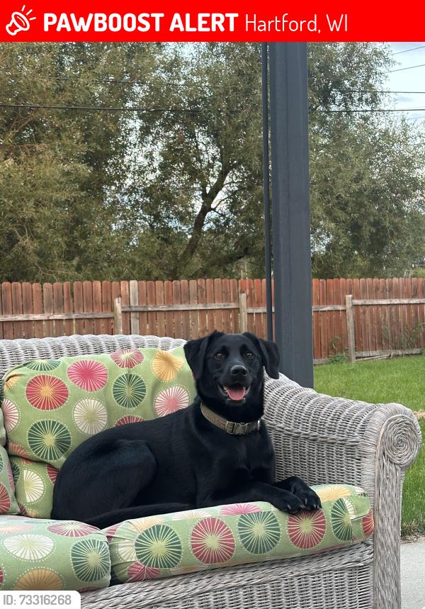 Lost Female Dog last seen By independence park, Hartford, WI 53027