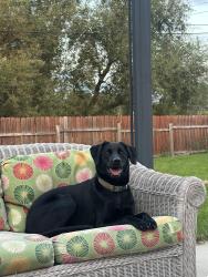 Lost Female Dog last seen By independence park, Hartford, WI 53027