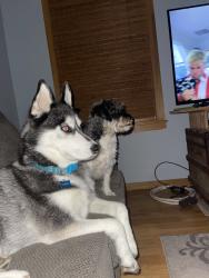 Reunited Female Dog last seen Near 79th St SE, Grand Rapids, MI 49508, USA, Grand Rapids, MI 49508