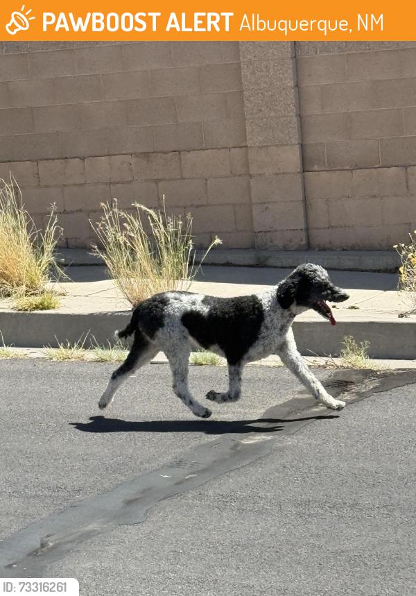 Found/Stray Unknown Dog last seen Last seen going into the arroyo/open space area near paradise skies / west. Entered into the area at the corner of Milky Way St and Taurus Ave, Albuquerque, NM 87114