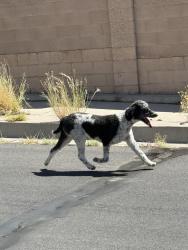 Found/Stray Unknown Dog last seen Last seen going into the arroyo/open space area near paradise skies / west. Entered into the area at the corner of Milky Way St and Taurus Ave, Albuquerque, NM 87114