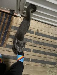 Found/Stray Male Cat last seen Academy & Gales Ave, Winston-Salem, NC 27103