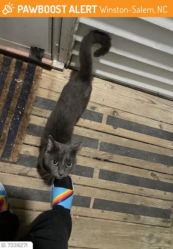 Found/Stray Male Cat last seen Academy & Gales Ave, Winston-Salem, NC 27103