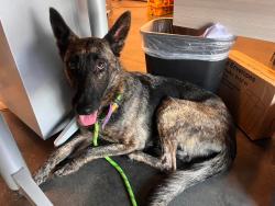 Reunited Female Dog last seen Near Briarcliff rd and N. Decatur Intersection, Atlanta, GA 30306