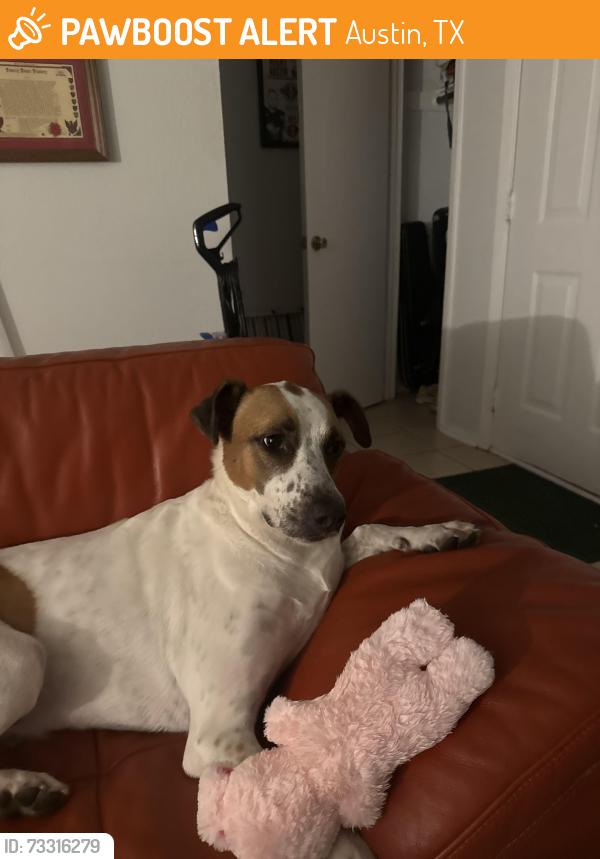 Found/Stray Male Dog last seen William Cannon and 290 by funeral home, Austin, TX 78749