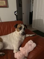 Found/Stray Male Dog last seen William Cannon and 290 by funeral home, Austin, TX 78749