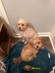 Found/Stray Male Dog last seen Arbor Hills Subdivision, Greenville, NC 27858