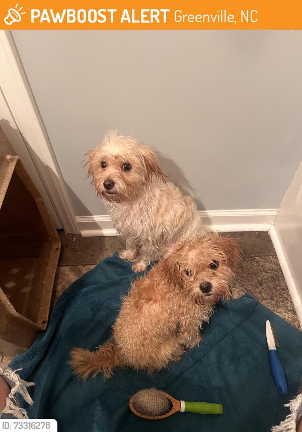 Found/Stray Male Dog last seen Arbor Hills Subdivision, Greenville, NC 27858