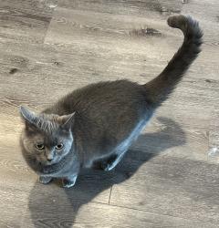 Lost Female Cat last seen Near S State Ave, Indianapolis IN 46203, Indianapolis, IN 46203