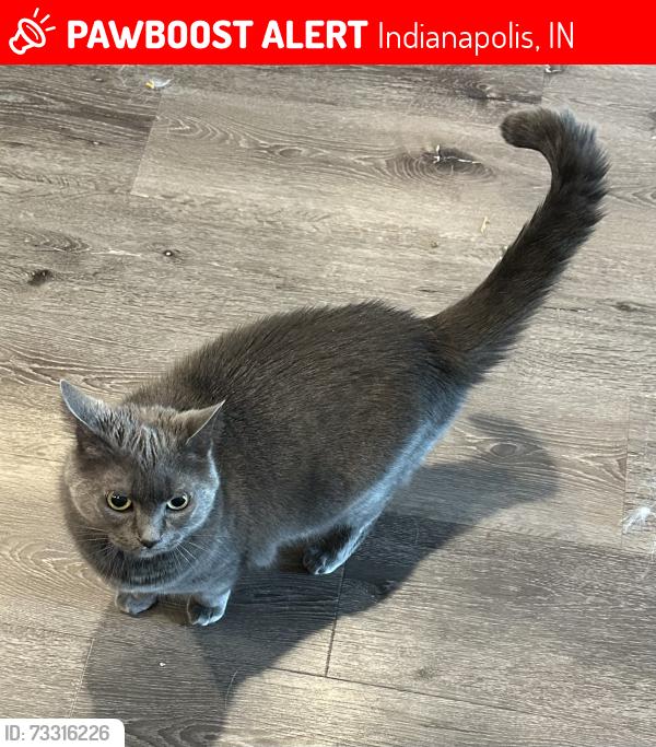 Lost Female Cat last seen Near S State Ave, Indianapolis IN 46203, Indianapolis, IN 46203
