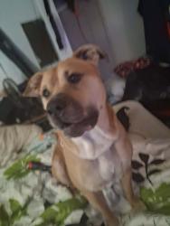 Lost Male Dog last seen Rowntree dr, Dade City, FL 33523