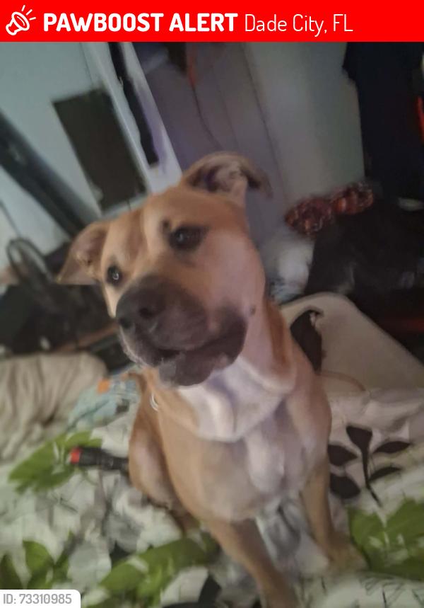Lost Male Dog last seen Rowntree dr, Dade City, FL 33523