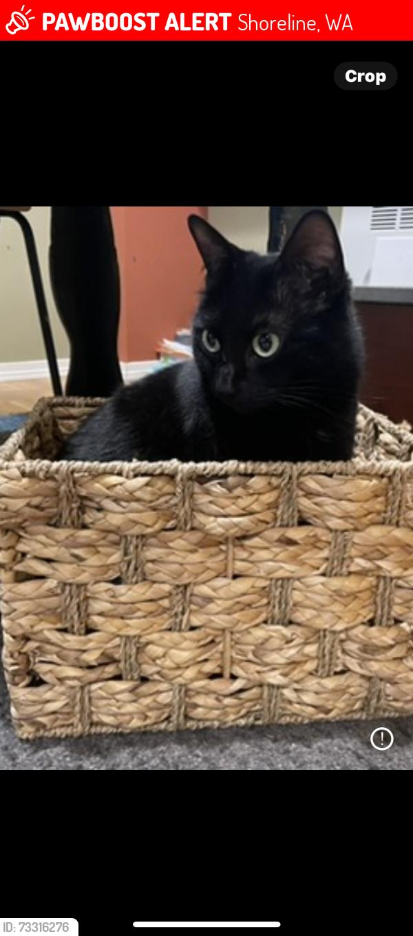 Lost Female Cat last seen 145th st n shoreline wa 98133, Shoreline, WA 98133